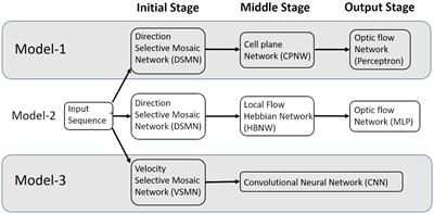 Modeling the development of cortical responses in primate dorsal (“where”) pathway to optic flow using hierarchical neural field models